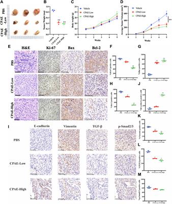 Cynanchum paniculatum (Bunge) Kitag. ex H.Hara inhibits pancreatic cancer progression by inducing caspase-dependent apoptosis and suppressing TGF-β-mediated epithelial-mesenchymal transition